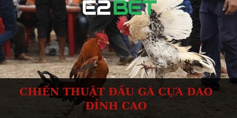 Chiến thuật đấu gà cựa dao đỉnh cao