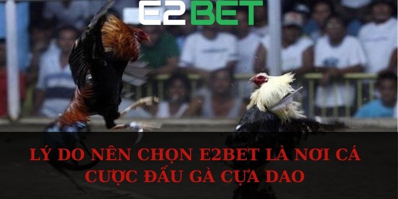 Lý do nên chọn E2BET là nơi cá cược đấu gà cựa dao