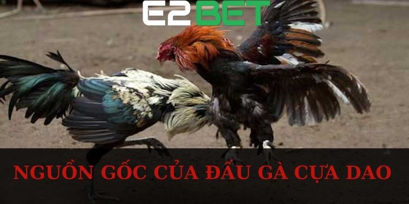 Nguồn gốc của đấu gà cựa dao