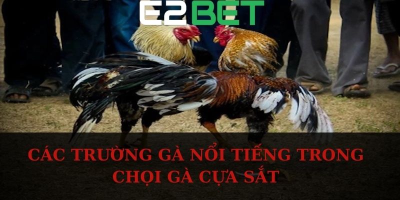 Các trường gà nổi tiếng trong chọi gà cựa sắt