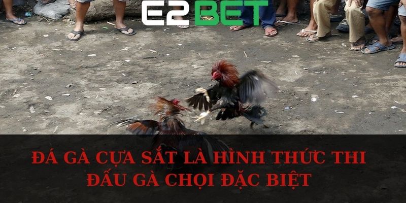 Đá gà cựa sắt là hình thức thi đấu gà chọi đặc biệt