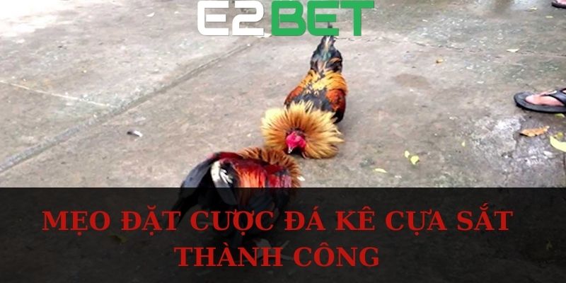 Mẹo đặt cược đá kê cựa sắt thành công