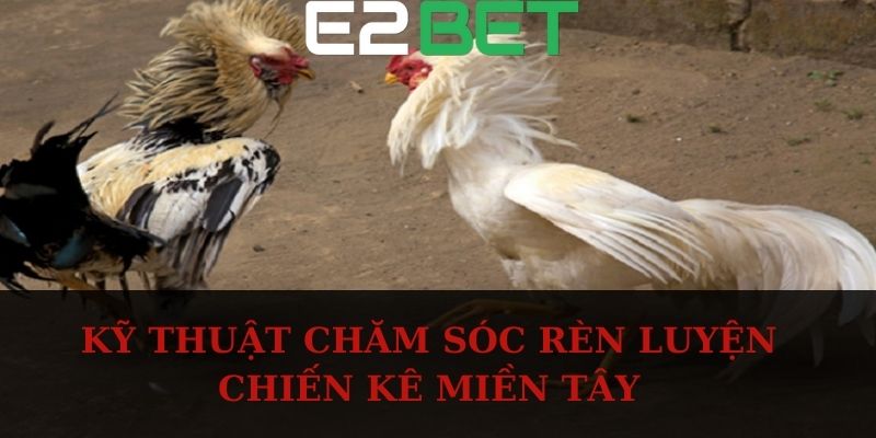 Kỹ thuật chăm sóc rèn luyện chiến kê miền Tây