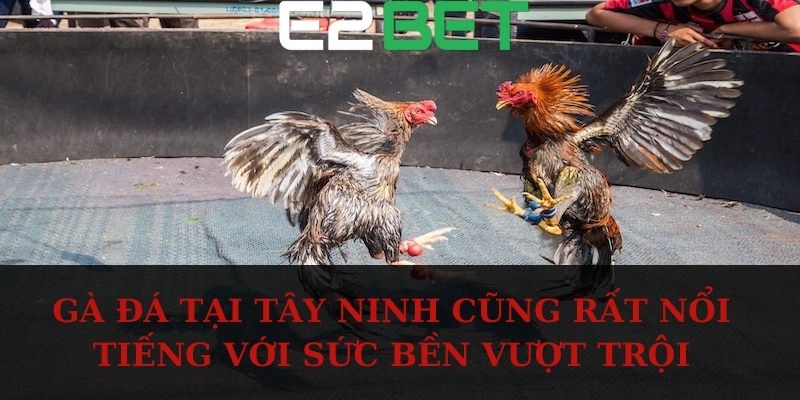 Gà đá tại Tây Ninh cũng rất nổi tiếng với sức bền vượt trội