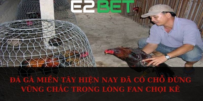 Đá gà miền Tây hiện nay đã có chỗ đứng vững chắc trong lòng fan chọi kê