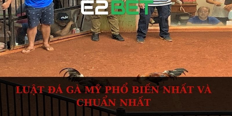 Luật đá gà Mỹ phổ biến nhất và chuẩn nhất