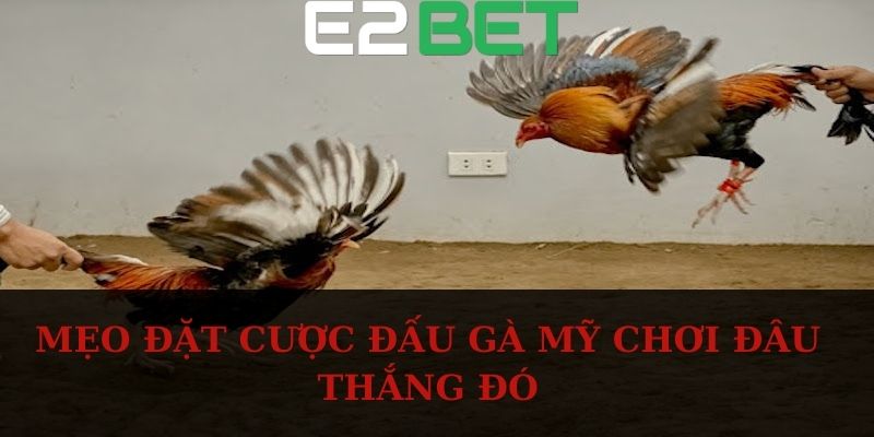 Mẹo đặt cược đấu gà Mỹ chơi đâu thắng đó