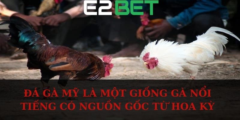 Đá gà Mỹ là một giống gà nổi tiếng có nguồn gốc từ Hoa Kỳ