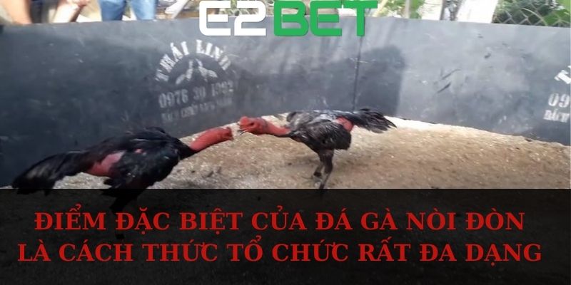 Điểm đặc biệt của đá gà nòi đòn là cách thức tổ chức rất đa dạng