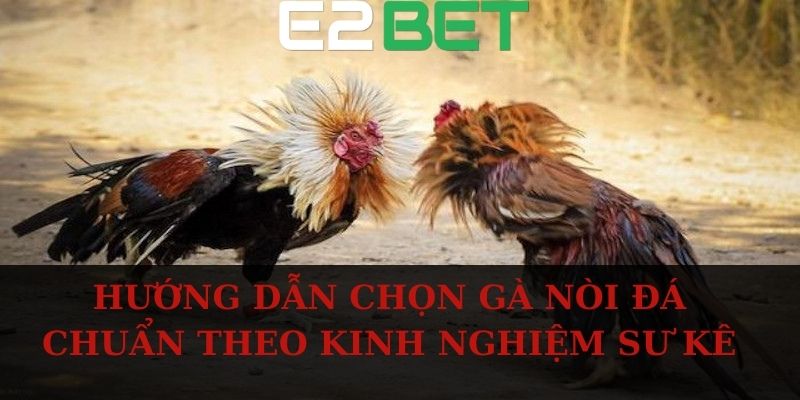 Hướng dẫn chọn gà nòi đá chuẩn theo kinh nghiệm sư kê