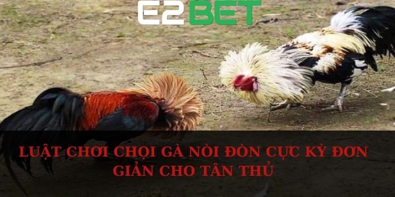 Luật chơi chọi gà nòi đòn cực kỳ đơn giản cho tân thủ