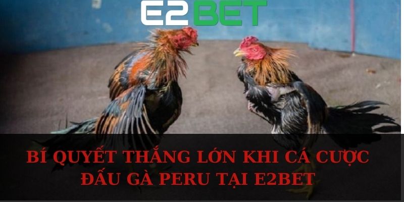 Bí quyết thắng lớn khi cá cược đấu gà Peru tại E2BET